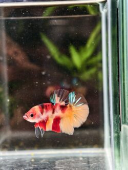 BB411 - HMPK Nemo Koi