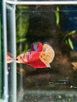 BB413 - HMPK Galaxy Nemo Koi