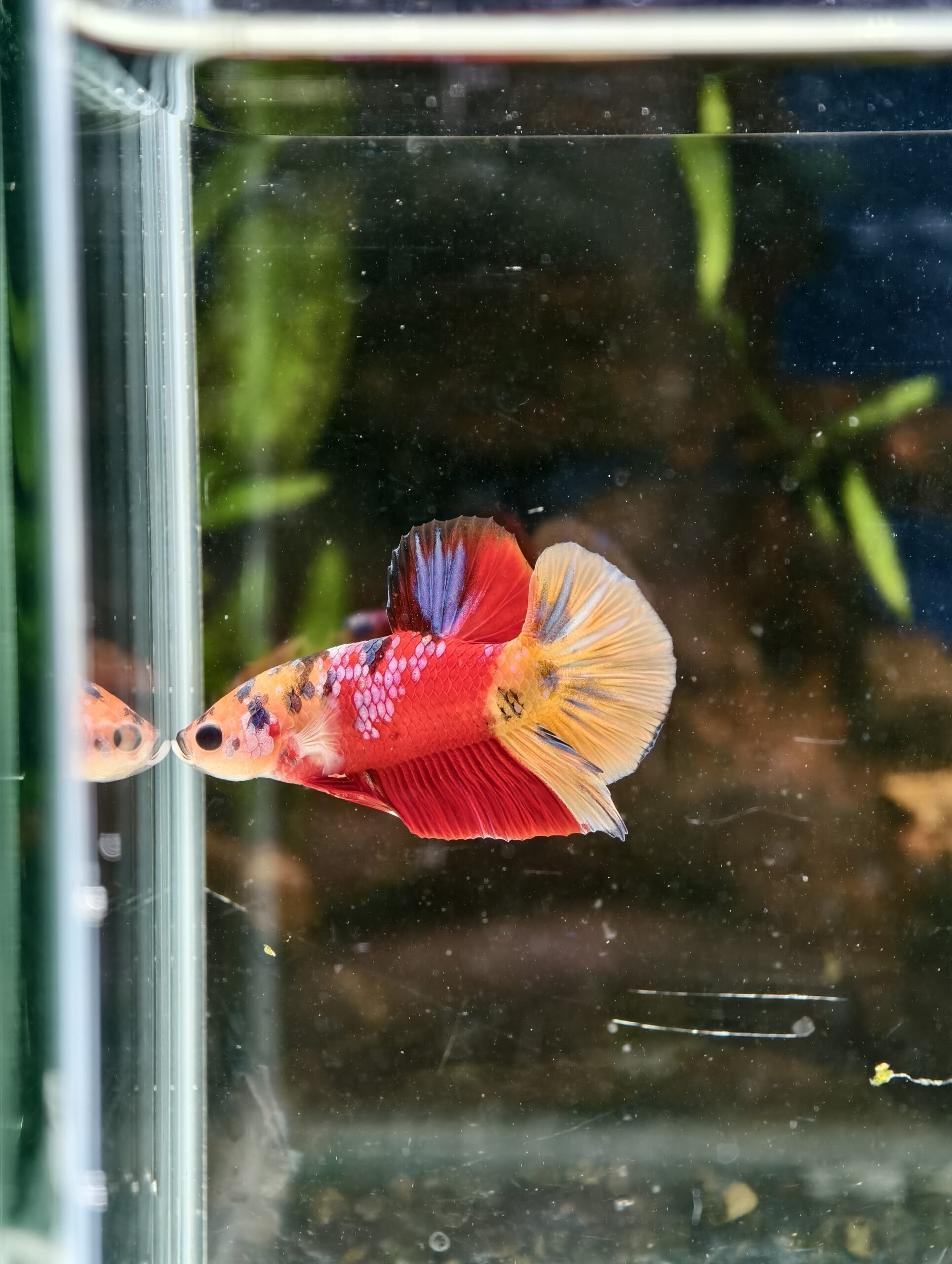 BB413 - HMPK Galaxy Nemo Koi