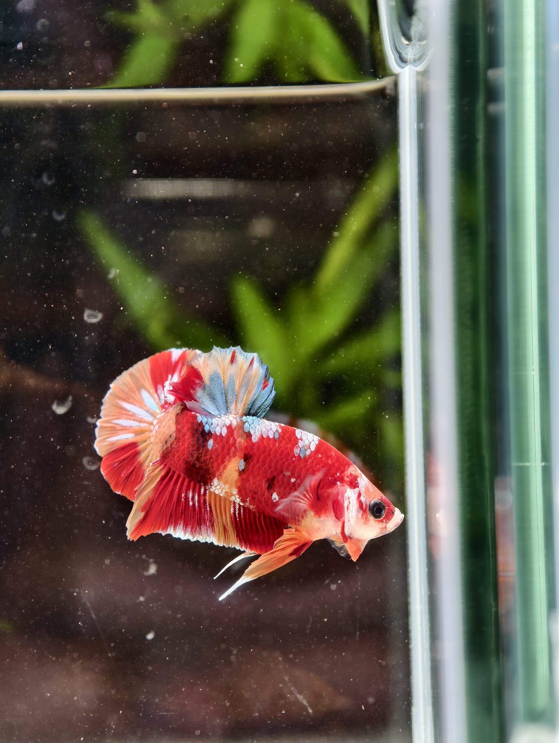 BB414 - HMPK Nemo Galaxy Koi