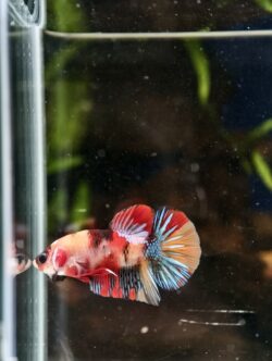 BB415 - HMPK Nemo Galaxy