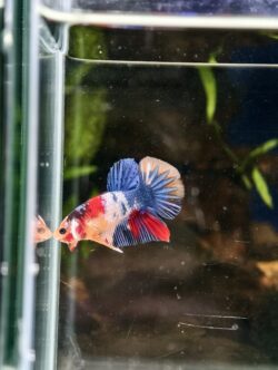 BB416 - HMPK Blue Koi