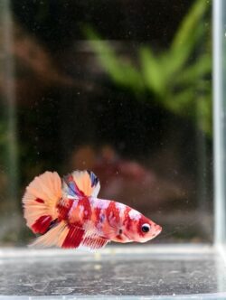 BB107 - HMPK Nemo Koi