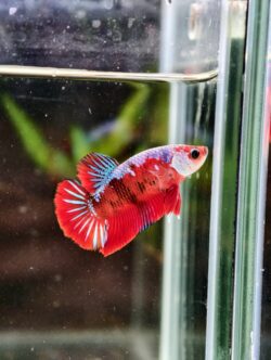 BB108 - HMPK Red Galaxy Koi