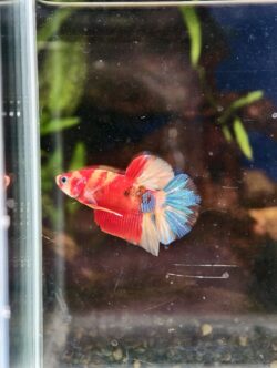 BB109 - HMPK Nemo Koi