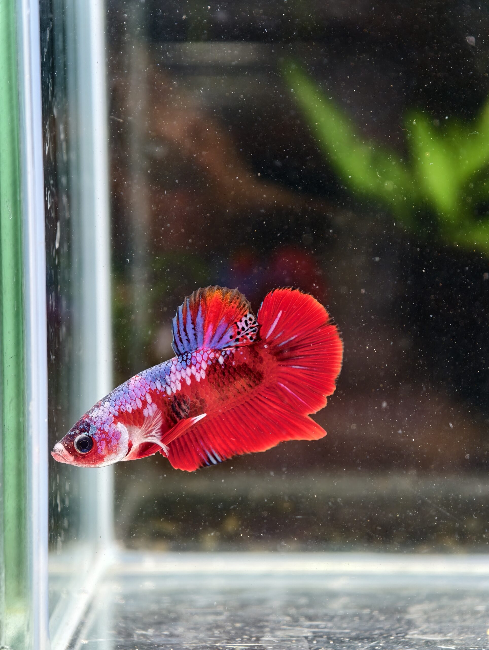 BB110 - HMPK Red Galaxy Koi