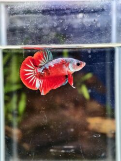 BB112 - HMPK Red Galaxy Koi