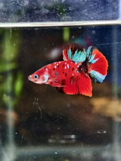 BB518 - HM Super Red Galaxy Koi