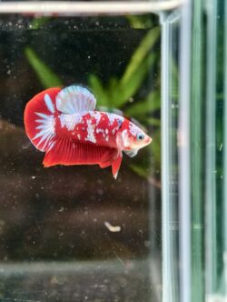 BB516 - HMPK Galaxy Koi