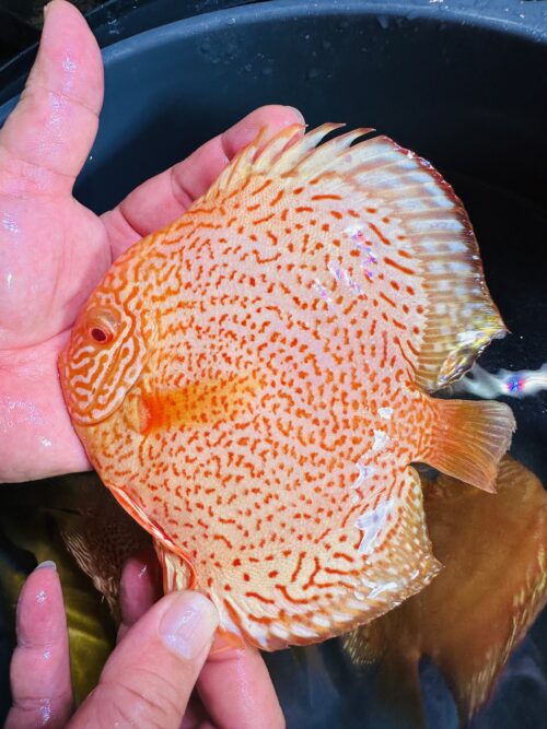 Albino Varieties on SALE - Image 4