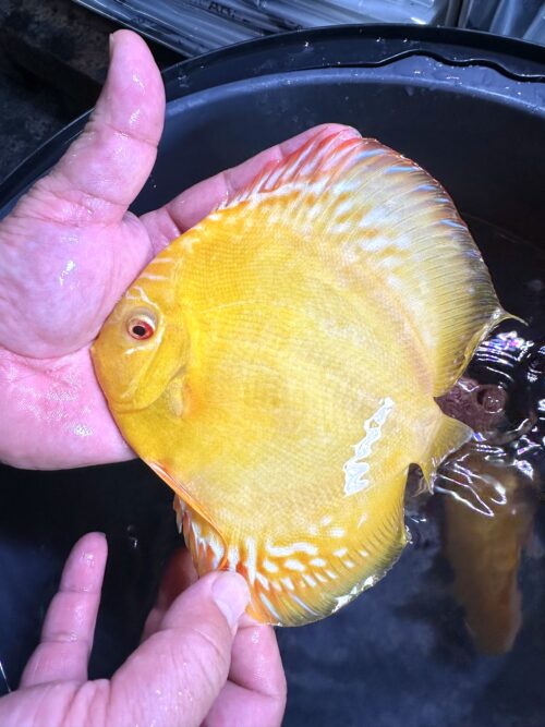 Albino Varieties on SALE - Image 7