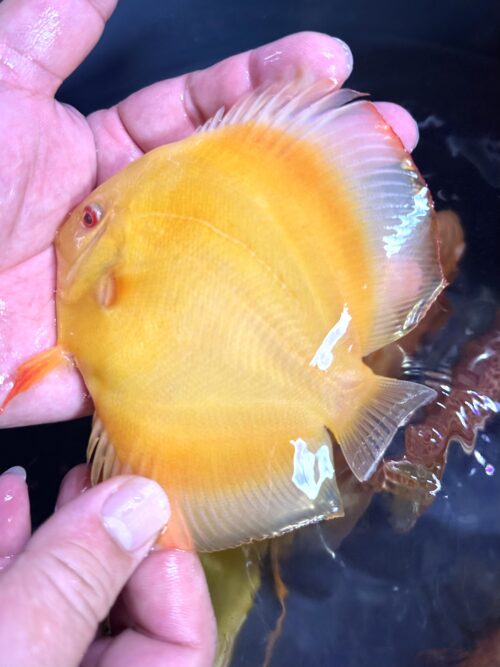 Albino Varieties on SALE - Image 5