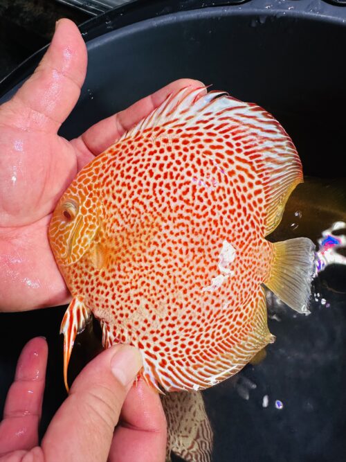 Albino Varieties on SALE - Image 2