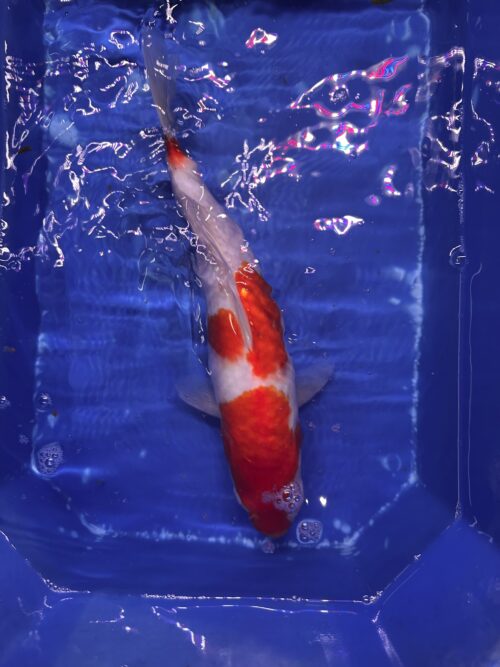 Kohaku KOI 30cm - Image 5