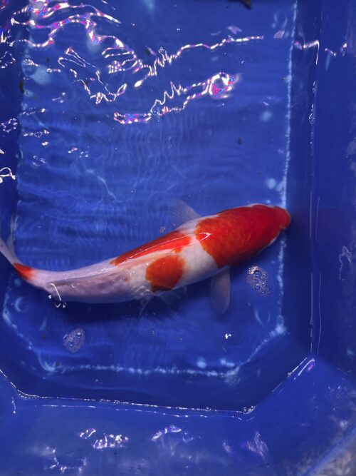 Kohaku KOI 30cm - Image 2