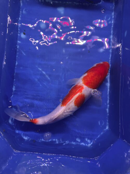 Kohaku KOI 30cm - Image 3