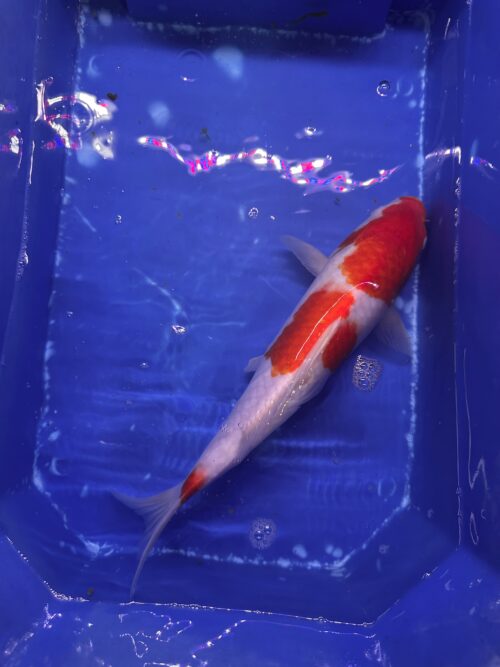 Kohaku KOI 30cm