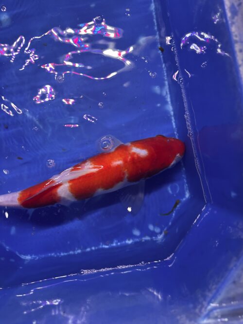 Kohaku KOI 35cm - Image 3