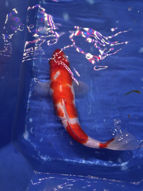 Kohaku KOI 35cm - Image 4