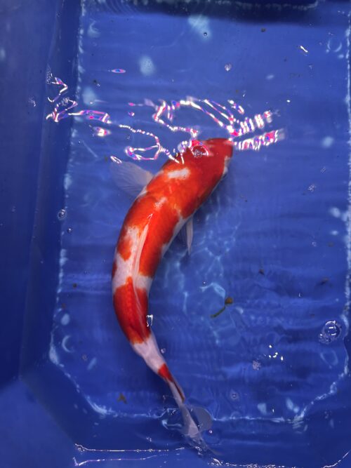 Kohaku KOI 35cm - Image 6