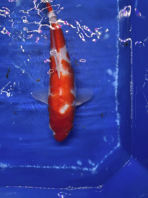 Kohaku KOI 35cm - Image 5