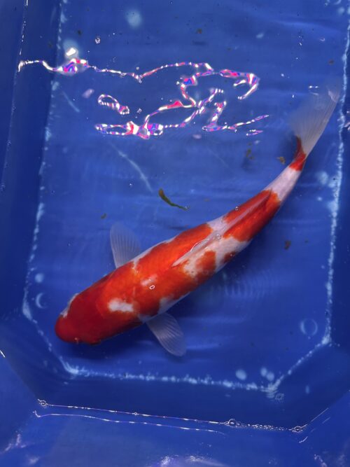 Kohaku KOI 35cm - Image 2