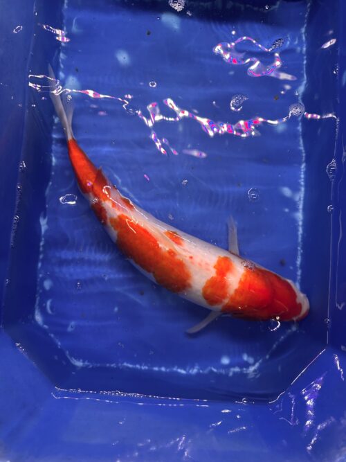 Kohaku KOI 35cm