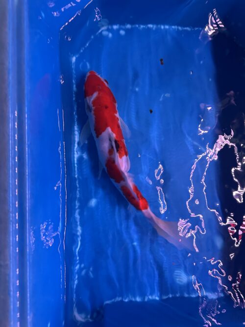 Sanke KOI 22cm - Image 9