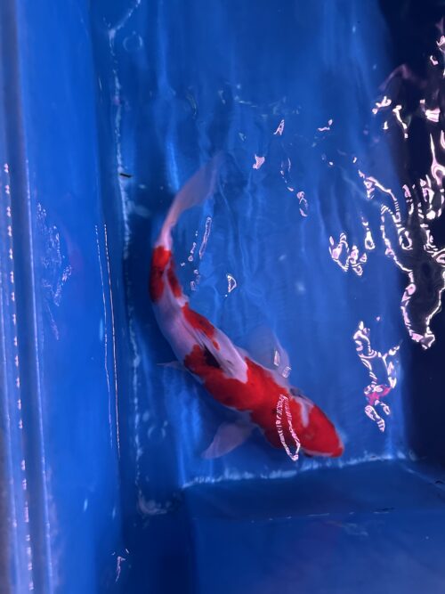 Sanke KOI 22cm - Image 7