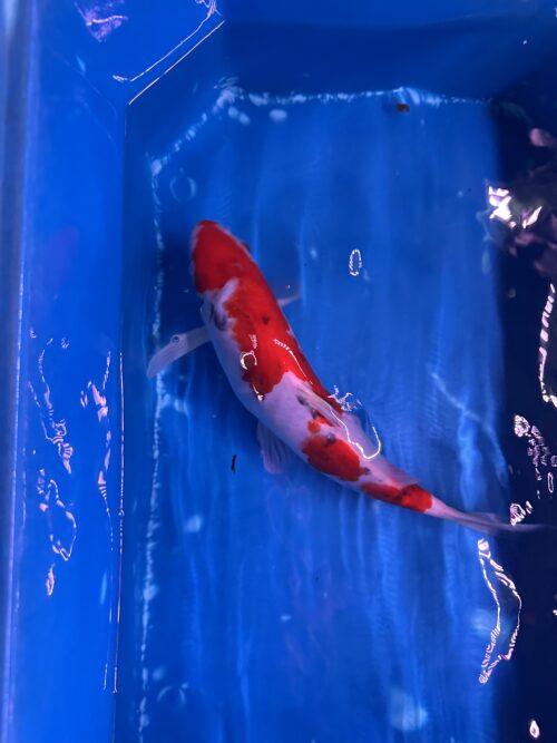 Sanke KOI 22cm - Image 6