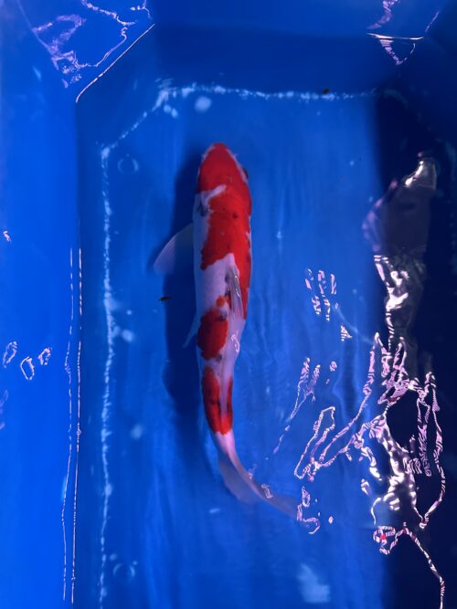 Sanke KOI 22cm - Image 5