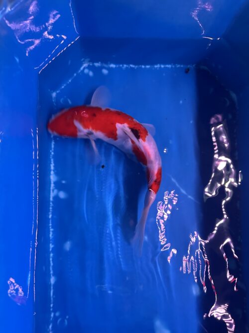 Sanke KOI 22cm - Image 4