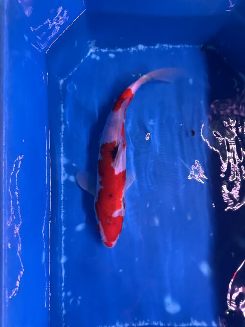 Sanke KOI 22cm - Image 3