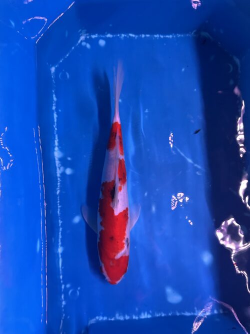 Sanke KOI 22cm