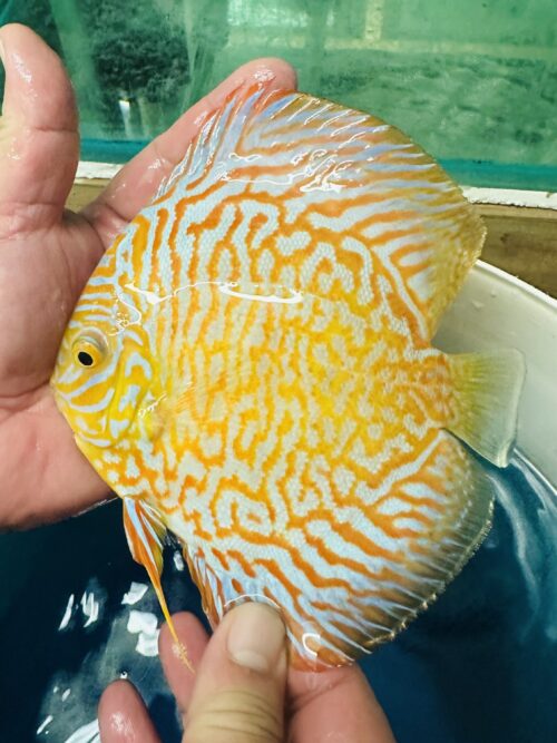 Golden White Tiger 12/13cm BO - Image 3