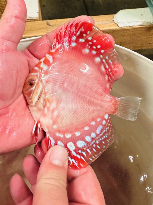 Red Rafflesia 8/9cm BO - Image 3