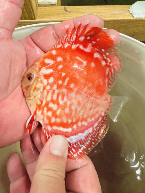 Red Rafflesia 8/9cm BO