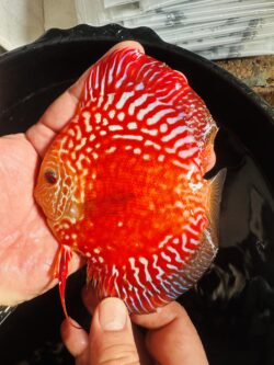 Pearl Rafflesia 10/11cm