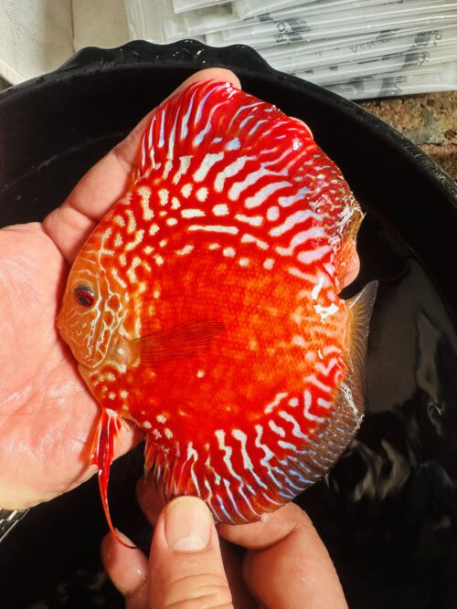 Pearl Rafflesia 10/11cm