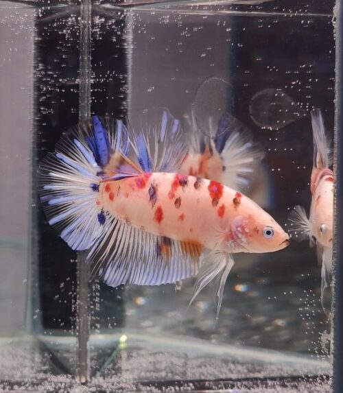 BB505 - HMPK Giant Koi