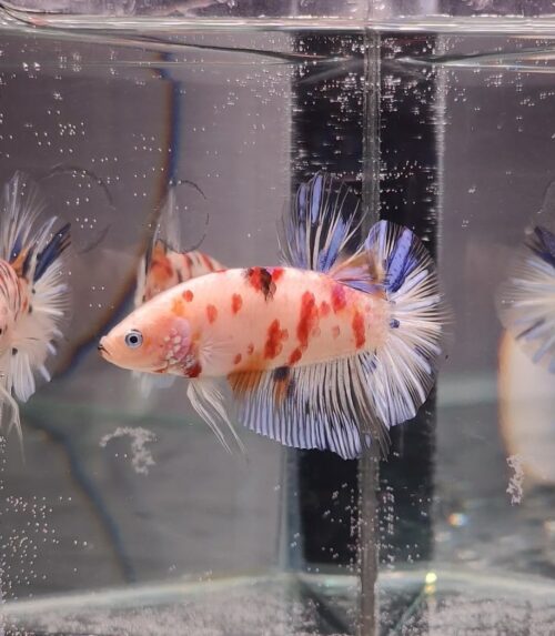 BB505 - HMPK Giant Koi - Image 2