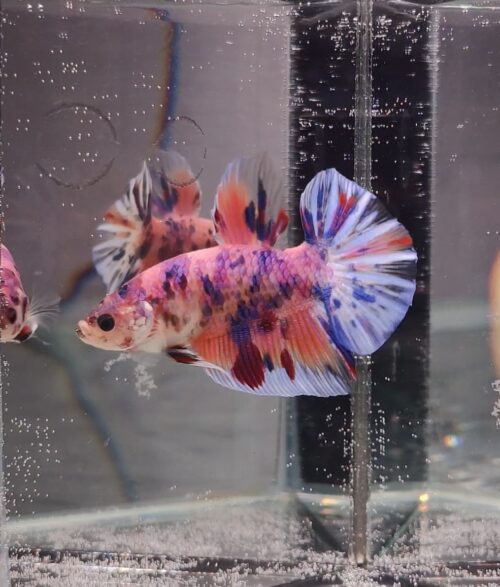 BB503 - HMPK Giant Koi - Image 2