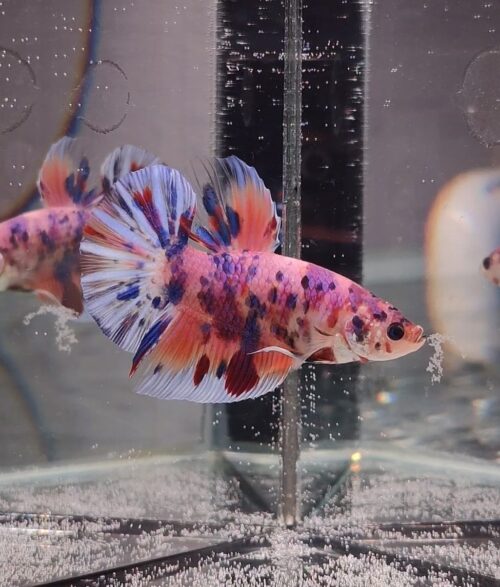 BB503 - HMPK Giant Koi