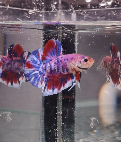BB501 - HMPK Giant Koi