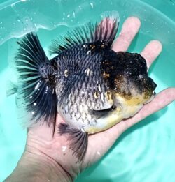 Jumbo 16-17cm Orchid Tail #1