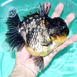 Jumbo 16-17cm Orchid Tail #2