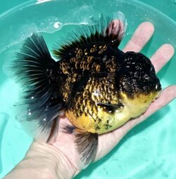 Jumbo 16-17cm Orchid Tail #3