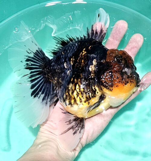 Jumbo 16-17cm Orchid Tail #4