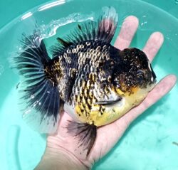 Jumbo 16-17cm Orchid Tail #5