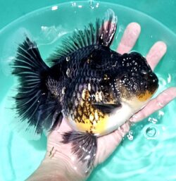 Jumbo 16-17cm Orchid Tail #6